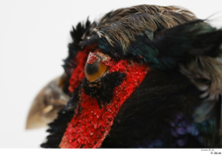 Eye Pheasant Animal photo references